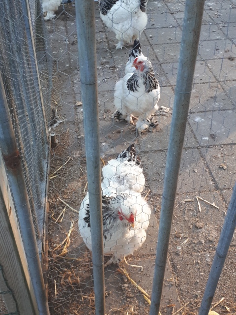 ../fotos/het_verlaat_2018/2018-07-31 19.56.30.jpg